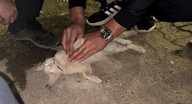 Bingöl'de itfaiye personelinden kediyi kurtarmak için kalp masajı