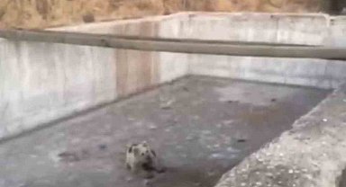 Bingöl'de sulama havuzuna düşen yavru ayı kurtarıldı