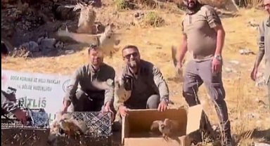 Bitlis'te keklik ticaretine darbe! 90 kınalı keklik doğaya salındı