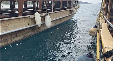 Bodrum'da iskelede fok sürprizi