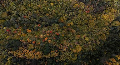 Bolu geçişinde ağaçlar sarı, turuncu ve kızıl tonlara büründü