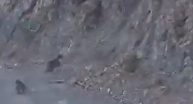 Bolu'da anne ayı ve yavrusu korkuyla dağa tırmandı, o anlar kamerada