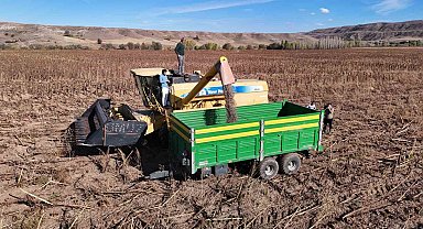 Boynunu eğen günebakanlar, üreticinin yüzünü güldürdü