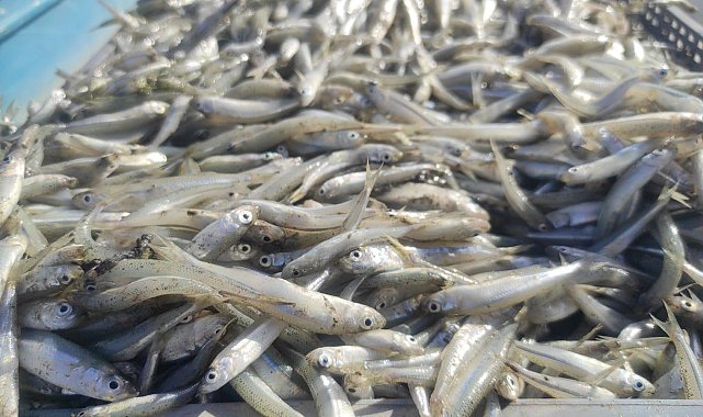 Bozkırın ortasındaki Çekerek'ten Avrupa'ya balık ihracatı