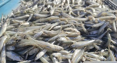 Bozkırın ortasındaki Çekerek'ten Avrupa'ya balık ihracatı