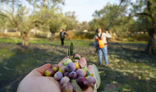 Bu yılın zeytin ve zeytinyağı rekolte tahmini açıklandı