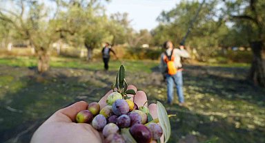Bu yılın zeytin ve zeytinyağı rekolte tahmini açıklandı