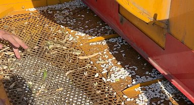 Bursa İnegöl'de Cerrah Kuru Fasulyesinde hasat zamanı