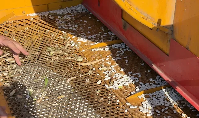 Bursa İnegöl'de Cerrah Kuru Fasulyesinde hasat zamanı
