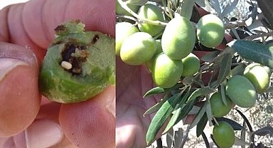 Bursa Mudanya'da zeytin üreticilerine takoz uyarısı