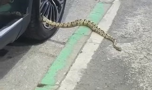 Bursa'da otomobilin jantından yılan çıktı