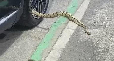 Bursa'da otomobilin jantından yılan çıktı