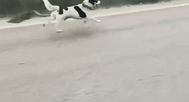 Bursa'da yağmura aldırış etmeden koşan köpek yürekleri burktu