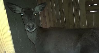 Bursa'daki 3 kızıl geyik, doğal yaşam alanına kavuştu