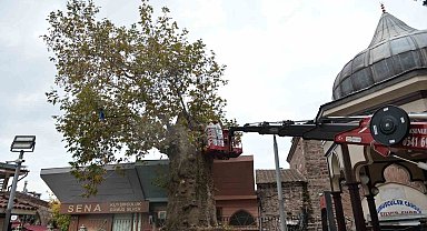 Bursa'nın asırlık çınarı koruma altına alındı