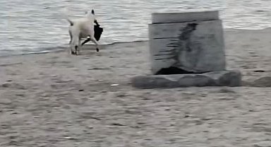 Büyükçekmece'de kapkaççı köpek kameraya yansıdı