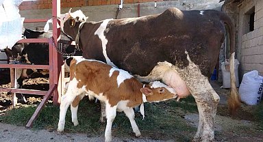 Çalınan buzağı annesine kavuştu