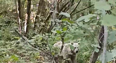 Çamlıhemşin'de ilk kez beyaz ayı görüntülendi