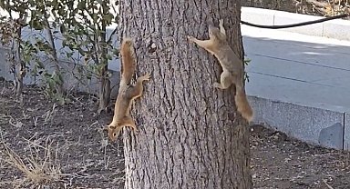 Çanakkale'de milli parkta yaşayan sincaplar isimlerini Troya'nın efsanelerinden aldı