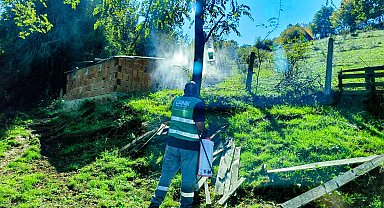 Canik'te kahverengi kokarca ile mücadele