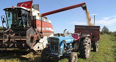 Çarşamba Ovası'nda çeltik hasadı