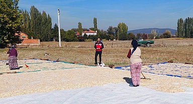 Çavdarhisar Ağarı köyünde çerezlik kabak hasadı başladı