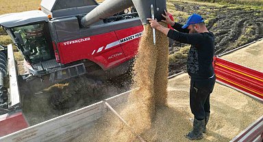 Çeltik hasadı başladı