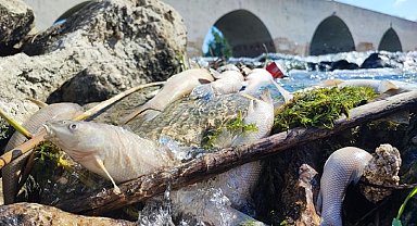 Ceyhan Nehri'ndeki kirlilik balıkları telef etti