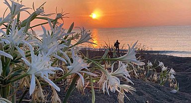 Cezası 2 milyon 800 bin TL'ye kadar çıkıyor: Akdeniz'in güzelliği kum zambakları koruma altına alındı