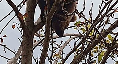 Çıktığı ağaçta mahsur kalan yavru ayı kurtarıldı