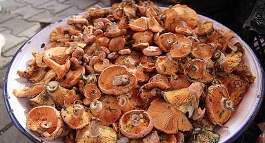 Çıntar pazar tezgahlarında yerini aldı