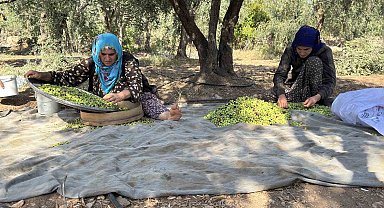 Coğrafi işaretli Derik zeytininde hasat başladı