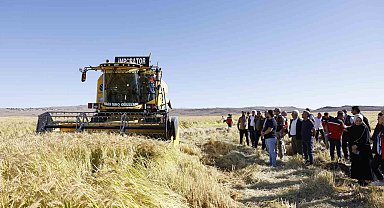 Coğrafi işaretli Karacadağ pirinci, bereketiyle toplandı