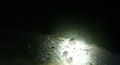 Çukurca yoluna inen ayı ailesi görüntülendi