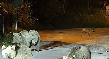 Dağcılar ayılarla burun buruna geldi