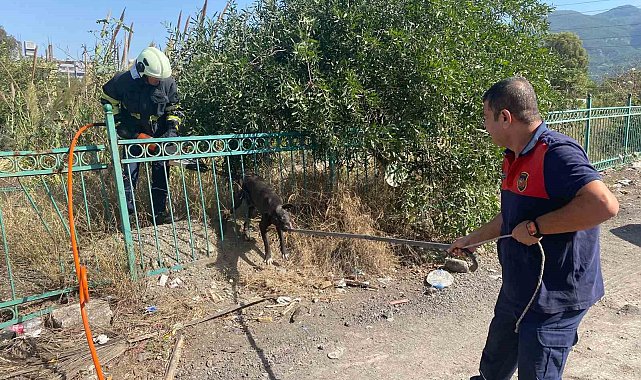 Demir korkuluğa sıkışıp mahsur kalan köpeği itfaiye kurtardı