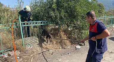 Demir korkuluğa sıkışıp mahsur kalan köpeği itfaiye kurtardı