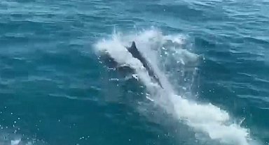 Deniz polisinin devriyesine 'Yunuslar'eşlik etti