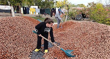 Devletten 49 yıllığına bedelsiz kiralanan arazilerde ceviz bereketi