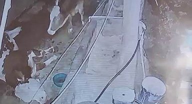 Diyarbakır'da yıldırım hayvan çiftliğine isabet etti: 3 inek telef oldu