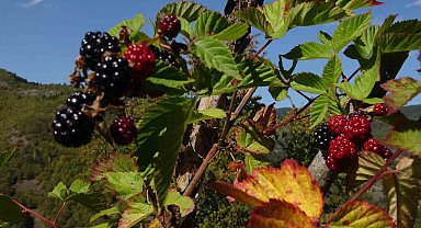 Doğanın şifasını organik üretimle buluşturdu