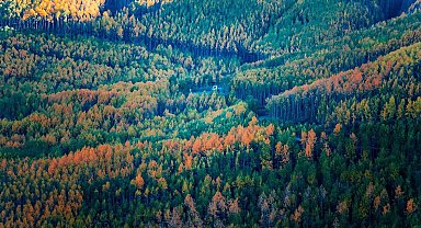 Doğaseverlerin Kayseri'deki saklı hazinesi: Ortaseki Ormanları