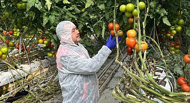 Domateslerde virüs incelemesi yapıldı