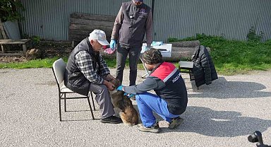 Düzce'de 175 köpek yerinde sahiplendirildi