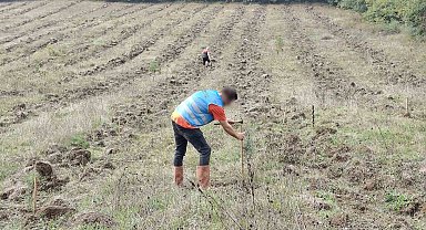 Düzce'de yanan orman alanları "Adalet Ormanı" ile yeniden yeşerecek