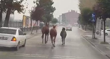 Düzce'de başıboş atlar trafiği birbirine kattı!