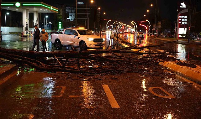 Edirne'de sağanak yağış ve rüzgar, ağacı devirdi