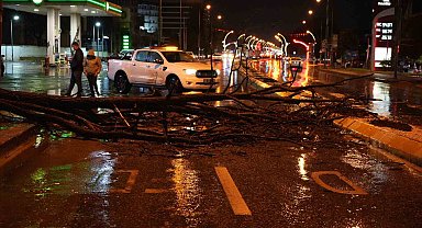 Edirne'de sağanak yağış ve rüzgar, ağacı devirdi