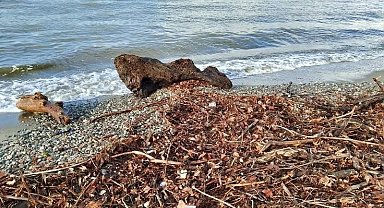 Edremit'te şiddetli lodos, sahili ağaç dalları ve yosunla doldurdu