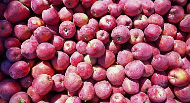 Ege'nin elma deposu Denizli'de üreticinin yüzü gülüyor